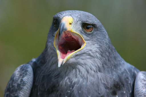 Weckruf (Andenbussard); Foto: Uwe Kragl