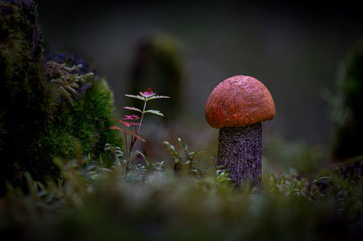 Rotkappe; Foto: Karl Dietz