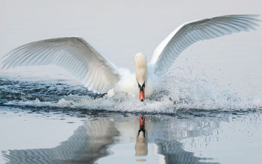 Der Wächter des Sees schlägt zurück; Foto: Heiko Prechtl