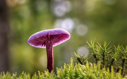 Violetter Lacktrichterling; Foto: Heiko Prechtl