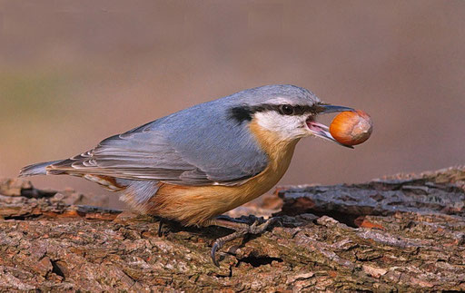 Gefundenes Fressen; Foto: Dieter Neumann