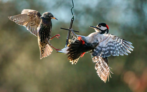 Futterneid im Vogelparadies!; Foto: Heiko Prechtl