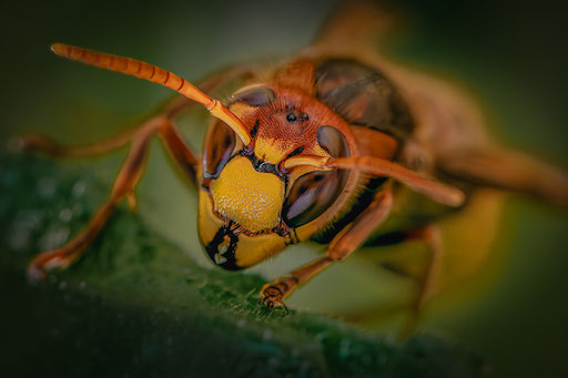 Wespe; Foto: Karl Dietz