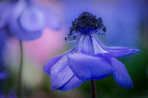 Gartenanemone; Foto: Karl Dietz