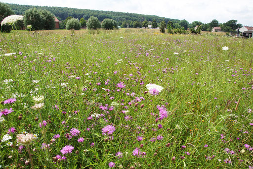 02.07.2020 : Wilde Möhre und Kornblumen beherrschen Anfang Juli die Wiese