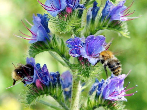 Interesse an Wildbienen ? Mit einem Klick geht´s zu den wichtigsten Arten in einem Bückeburger Garten ...