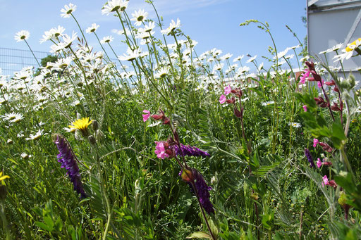 28.05.2020 : ein Eindruck der Blumenwiese im Bereich der Blumenwiesenmischung von Rieger Hofmann