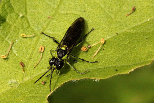 Grünschwarze Blattwespe - Tenthredo mesomela, Waldwegrand bei Karlsbad-Spielberg (G. Franke, 25.05.2023)