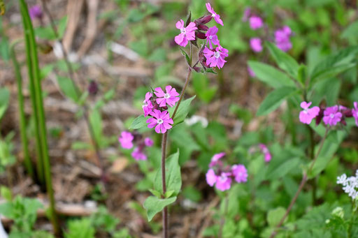 Rote Lichtnelke am Waldwegrand (G. Franke)