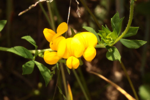 Gewöhnlicher Hornklee - Lotus corniculatus; breiter Ackerrandstreifen bei Karlsbad-Langensteinbach (G. Franke, 15.06.2021)