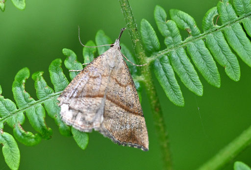 Nessel-Schnabeleule am Waldwegrand (G. Franke)
