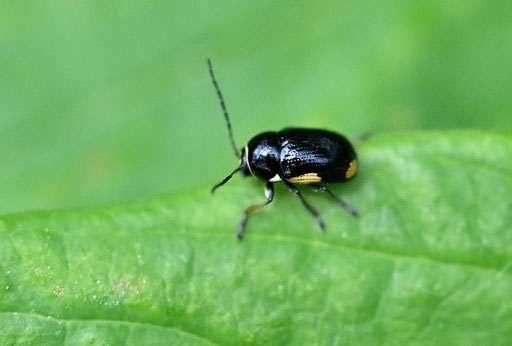 Querbindiger Fallkäfer - Cryptocephalus moraei; ca. 3 - 4 mm lang; Garten bei Karlsbad-Spielberg (G. Franke, 01.06.2025)