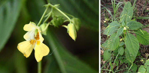 Kleinblütiges Springkraut - Impatiens parviflora; Streuobstwiesenrand am Wald bei Karlsbad-Spielberg (G. Franke, Juli 2022)