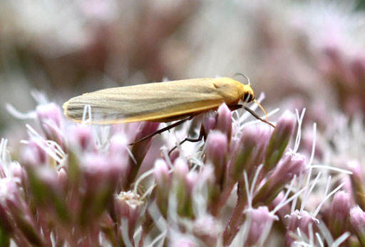 Nadelwald-Flechtenbärchen - Eilema depressa; auf Wasserdostblüten zwischen Etzenrot und Reichenbach (G. Franke, 12.08.2024)