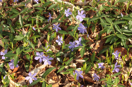 Kleines Immergrün - Vinca minor; Waldrand bei Karlsbad-Spielberg (G. Franke, 29.03.2017)