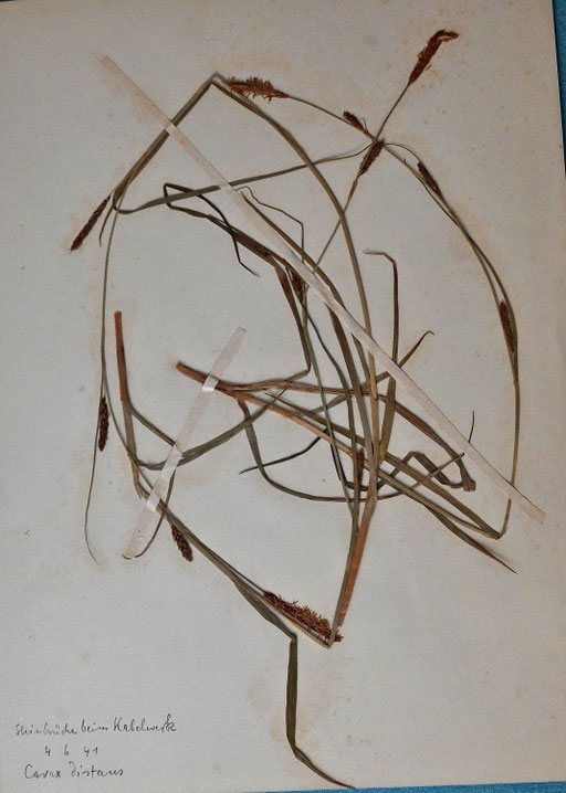 Entferntährige Segge - Carex distans; bei Meißen, 1941; aus dem Herbar Dr. Thielemann (G. Franke)
