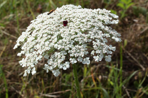 Wilde Möhre - Daucus carota; Wiese bei Karlsbad-Spielberg (G. Franke, 15.07.2017)