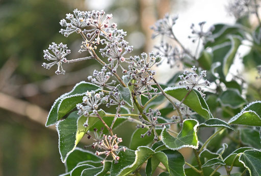 Der naturnahe Garten im Wandel der Jahreszeiten - nabu-karlsbad-waldbronns  Jimdo-Page!