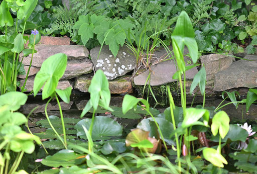 Gartenteich am 23.06.2025 (G. Franke)