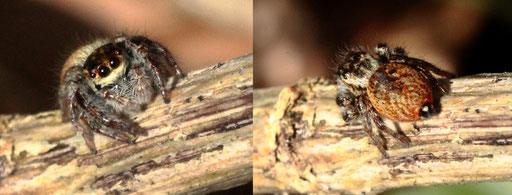 eine relativ seltene und interessante Springspinne - der Wipfelspringer - Carrhotus xanthogramma; Waldwegrand bei Karlsbad-Spielberg; ca. 5 - 7 mm lang (G. Franke, 06.04.2023)