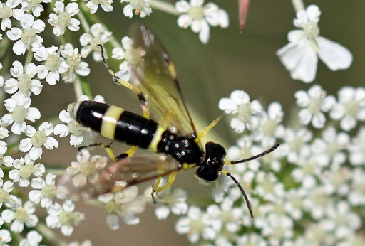 Kleine Streifen-Blattwespe - Tenthredo zonula; auf Blüten der Wilden Möhre; bei Karlsbad-Spielberg (G. Franke, 19.06.2025) Danke für die Bestimmungshilfe bei iNaturalist
