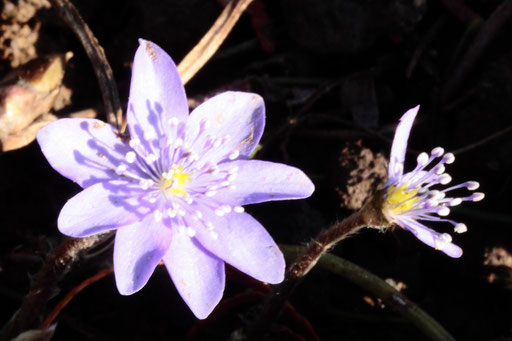 Gewöhnliches Leberblümchen - Hepatica nobilis (Syn. Anemone hepatica) - halbschattiger Platz im Garten (G. Franke, Mitte Februar 2020)