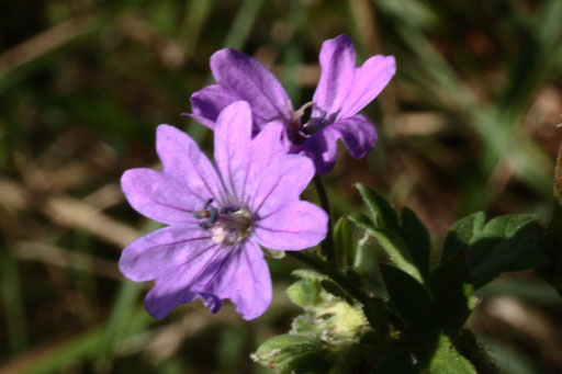 Pyrenäen-Storchschnabel - Geranium pyrenaicum; bei Keltern (G. Franke, 17.10.2017)