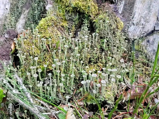 Eine größere Population von Cladonia fimbriata auf feuchtem Holz und feuchter Erde Foto: Liss Hoffmann.