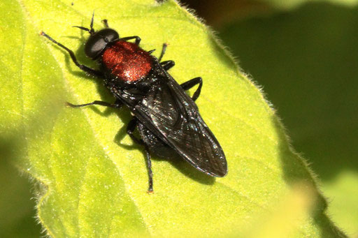 Rotrücken-Waffenfliege - Clitellaria ephippium; ca. 10 mm lang, sehr selten - ruhend auf einem Blatt im Garten (G. Franke, 24.05.2023)