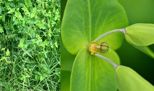 Spring-Wolfsmilch - Euphorbia lathyris; Waldrand neben Weg bei Waldbronn-Etzenrot (G. Franke, 24.05.2024)