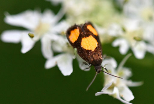 Bärenklauwickler - Pammene aurana; bei Ittersbach auf Wiesen-Bärenklau (G. Franke, 16.07.2024)