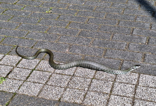 Ringelnatter - Natrix natrix; Weg zwischen Waldbronn-Etzenrot und W.-Neurod (Beobachter aus W.-Etzenrot; Juni 2025) Danke für die Meldung