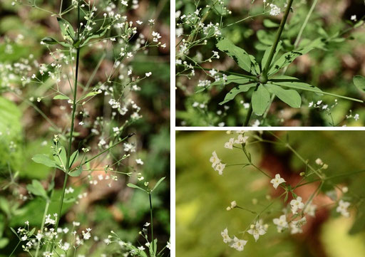 Wald-Labkraut - Galium sylvaticum; bei Karlsbad-Auerbach (G. Franke, Juli 2019)
