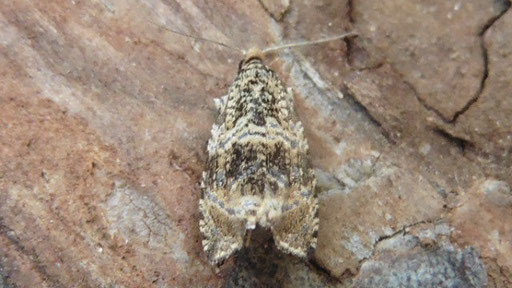 Dunkler Brennnesselwickler - Celypha lacunana (H. Schuldt)