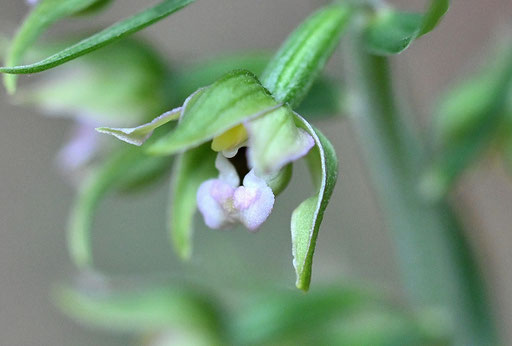 Blüte der Breitblättrigen Stendelwurz, einer Orchidee, die es gerne halbschattig mag und die wir zerstreut an den Waldwegrändern in unserer Umgebung finden (G. Franke, 08.07.2025)