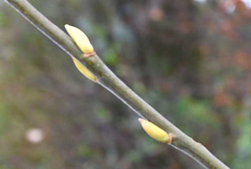 Knospen der Salweide - Salix caprea; Wegrand bei Karlsbad-Spielberg (G. Franke, 05.12.2023)