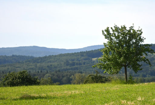 bei Völkersbach (G. Franke, 18.06.2024)