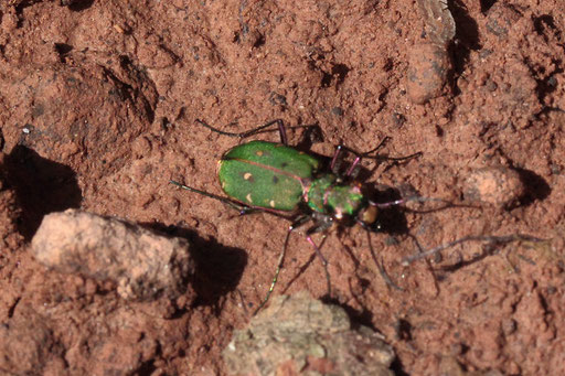 Feld-Sandlaufkäfer - Cicendela campestris;  Waldwegböschung südwestlich von Spielberg (G. Franke, 16.03.2023)