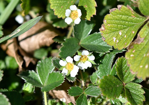 Erdbeer-Fingerkraut - Potentilla sterilis; Wegböschung am Waldrand bei Karlsbad-Auerbach (G. Franke, 18.03.2025)