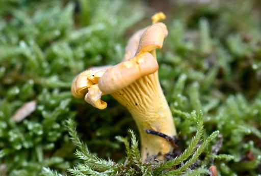 Echter Pfifferling - Cantharellus cibarius (G. Franke, Karlsbad, 30.07.2024)
