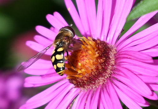 Gemeine Feldschwebfliege - Eupeodes corollae; im Garten (G. Franke, 08.10.2023)