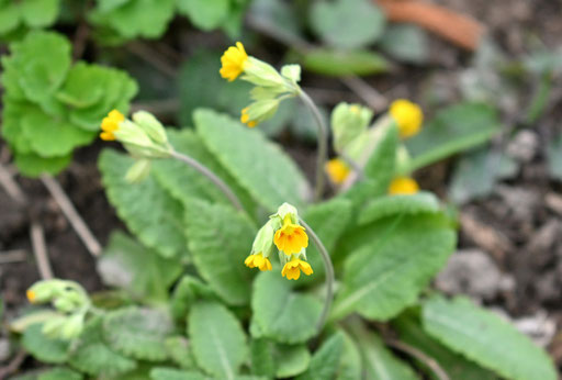 Die echten Schlüsselblumen (Primula veris) beginnen zu blühen - diese heimische Wildpflanze gibt es auch in Gartenmärkten zu erwerben (G. Franke, 30.03.2025)