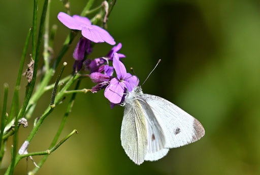 Kleiner Kohlweißling, männlich - Pieris rapae; mit stark gezeichneter Unterseite; Garten bei Karlsbad-Spielberg (G. Franke, 30.05.2024) Danke für die Bestätigung im Lepiforum