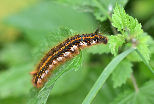 Raupe der Grasglucke - Euthrix potatoria; Waldwegrand bei Karlsbad-Spielberg (G. Franke, 07.06.2025)