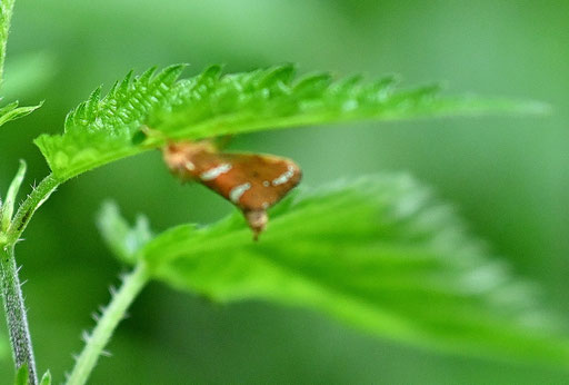 Heidekraut-Wurzelbohrer - Phymatopus hecta, Waldwegrand bei Karlsbad-Ittersbach (G. Franke, 07.06.2025)