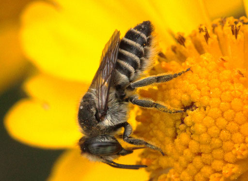 Filzzahn-Blattschneidebiene - Megachile pilidens; Garten bei Karlsbad-Spielberg (G. Franke, 29.08.2023) vielen Dank für die Bestimmungshilfe von Klaus Faaß (wildbienenheim.de)