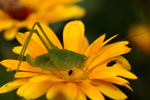 Punktierte Zartschrecke - Leptophyes punctatissima; bei Karlsbad-Spielberg (G. Franke, 26.08.2023)