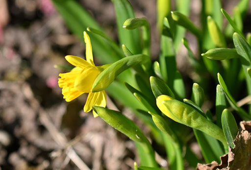Die botanische Zwergnarzisse, Narcissus cyclamineus "tete a tete" beginnt zu blühen (G. Franke, 04.03.2025)