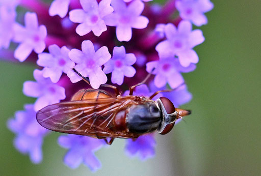 Rhingia campestris - Gemeine Schnauzenschwebfliege, bei Karlsbad-Spielberg (G. Franke, 01.10.2024)