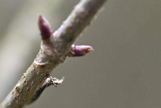 Schwarzer Holunder - Sambucus nigra, Waldwegrand bei Karlsbad-Spielberg (G. Franke, 17.12.2024)